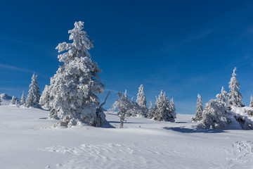 Amazing winter landscape of Plateau (Platoto) area ат Vitosha Mountain, Sofia City Region, Bulgaria