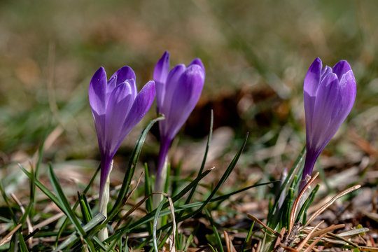 mocro di crochi viola