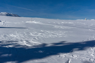 Amazing winter landscape of Plateau (Platoto) area ат Vitosha Mountain, Sofia City Region, Bulgaria