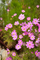 flowers in the garden