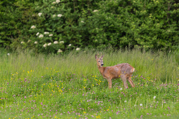 male roe deer buck (capreolus) standing in green meadow with flowers