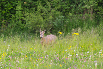 Obraz na płótnie Canvas male roebuck deer (capreolus) standing in green meadow with flowers