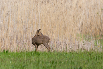one female roe deer (capreolus capreolus) in grassland looking back