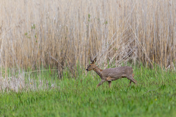one female roe deer (capreolus capreolus) in grassland, reed