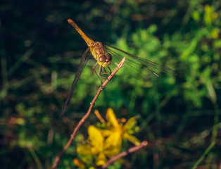 Dragonfly