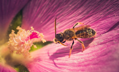 Bee