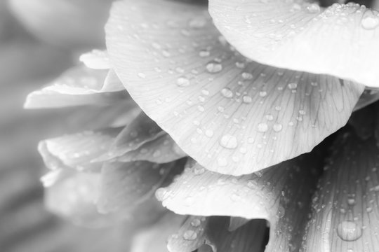 Shiny raindrops on peony petal. Gentle airy artistic image with soft focus. Black and white image.