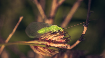 Fly