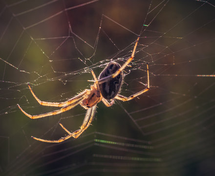 Spider