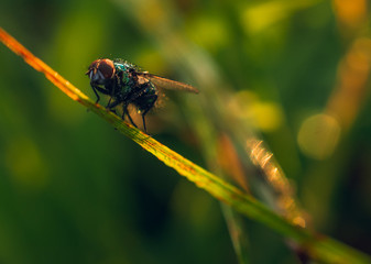 Fly