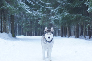 A dog breed Husky stands on the snow in the woods in winter and looks into the camera