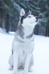 Husky dog breed sits on the snow in the woods in winter and looks at the sky