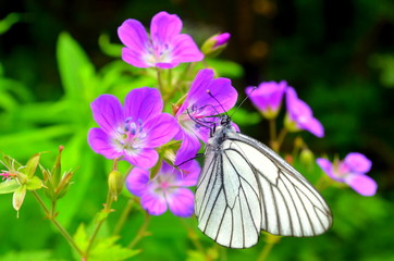 butterfly on flower