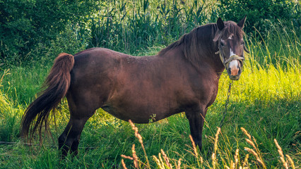 Naklejka premium Horse