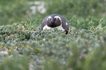 South Africa Penguins in the Boulders Beach Nature Reserve. Cape Town, South Africa