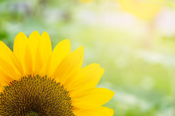 Close up yellow sunflowers in the field
