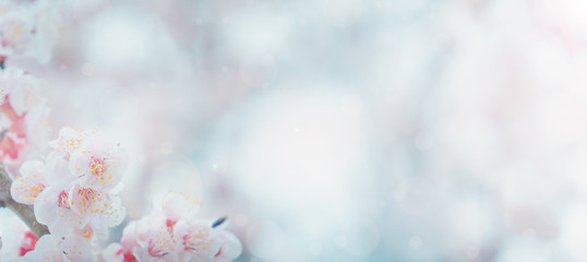 Cherry blossom in spring for background or copy space for text
