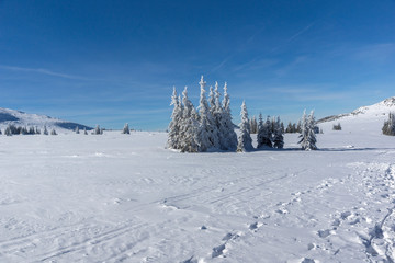 Fototapeta premium Amazing winter landscape of Plateau (Platoto) area ат Vitosha Mountain, Sofia City Region, Bulgaria