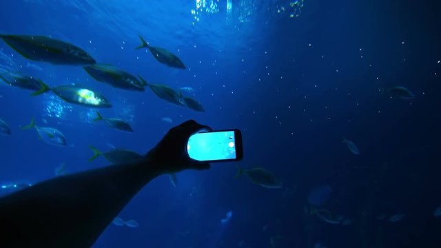 Taking picture with a smartphone of fishes in 4k slow motion 60fps