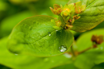 Leaf