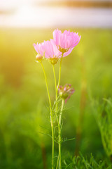 Soft focus blooming pink cosmos flower with blurred background.