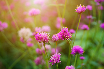 Fototapeta premium Colorful Purple flowers on the green blur background