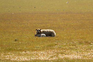 Obraz premium mouton dans un pré 