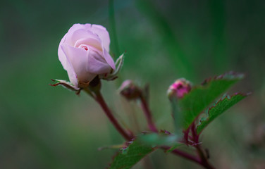 Wild rose