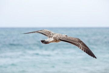 Sea gull standing on his feet on the beach at sunset. Close up view of white birds seagulls walking by the beach against natural blue water background. Concept tourism, leisure at sea, summer time