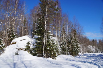 Early Northern spring. The month of March. The snow hasn't melted yet. Snow covered with spruce, next to them are birch. The sky is clear, blue, the sun is shining brightly.
