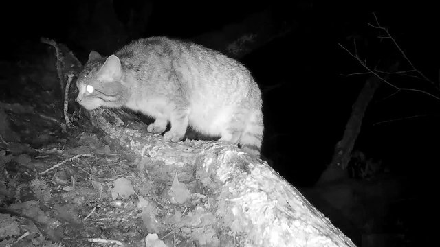 Europ&auml;ische Wildkatze schnuppert und geht weg, Freiland