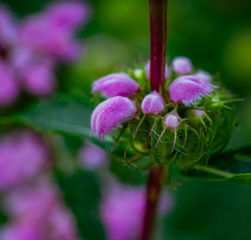 Summer field flowers