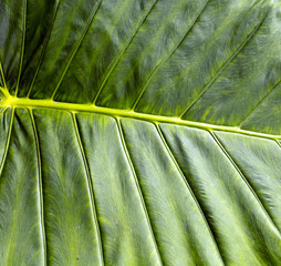Tropical background jungle leaf leaves