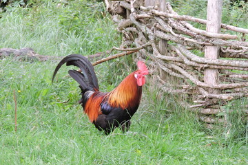 A portrait of a beautiful colorful cock standing in green grass, a wooden fence in the background