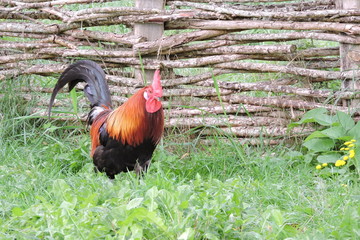 A portrait of a beautiful colorful cock standing in green grass, a wooden fence in the background