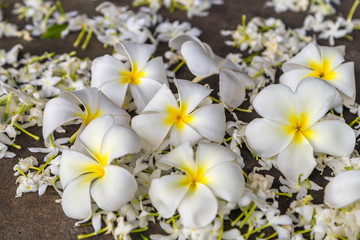 Fototapeta na wymiar hawaii resort plumeria spring day Floral postcard