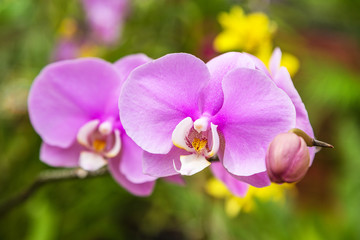 Fototapeta na wymiar Orchid flower spring day Floral postcard