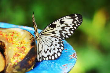 A black and yellow butterfly eating fruit on a turquoise plate in Key West, Florida.
