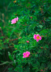 Wild rose