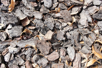Oak bark close up background