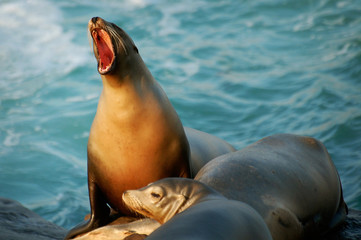 A sea lion opening his mouth making loud noises amongst his sea lion friends laying on rocks in the...