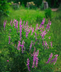 Summer field flowers