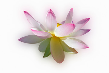 Sacred lotus (Nelumbo nucifera). Known also as Indian Lotus, Bean of India and Lotus.