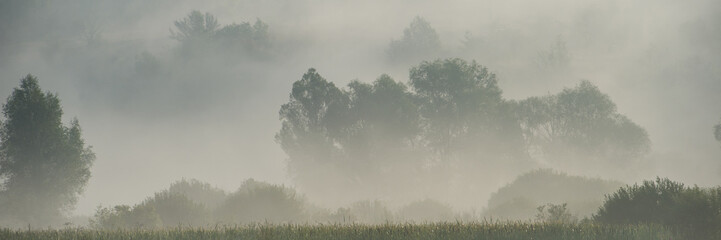 foggy morning on a meadow in a rural hilly region. Summer season, August.