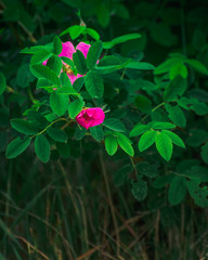 Wild rose