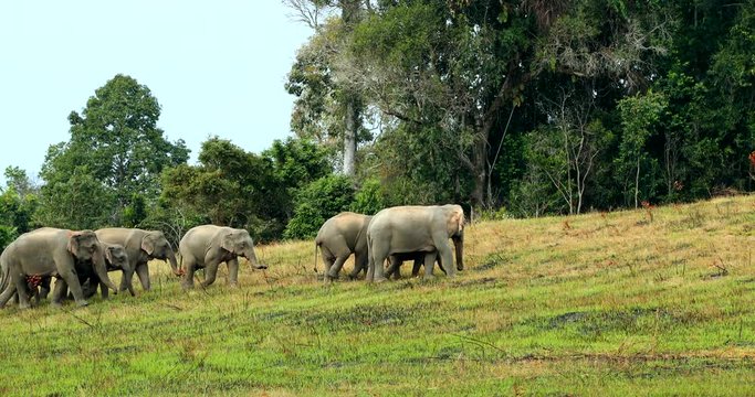 Amazing of Group asian elephants