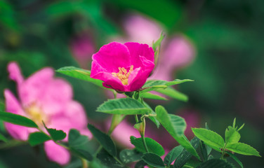 Wild rose