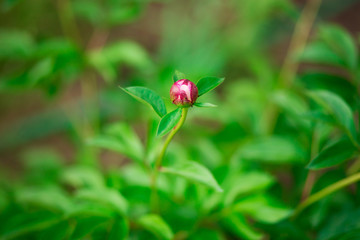 Pink peonies in garden. Blooming pink peony. Closeup of beautiful pink Peonie flower.