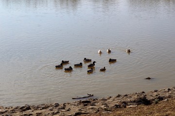 A group of ducks in the shallow water of the lake.