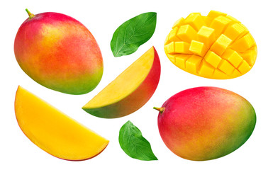 Mango collection isolated on white background